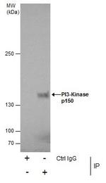 PIK3R4 Antibody in Immunoprecipitation (IP)