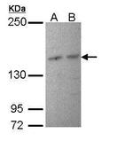 PIK3R4 Polyclonal Antibody