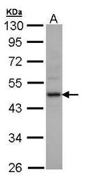 Creatine Kinase MM Antibody in Western Blot (WB)