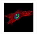 DKC1 Antibody in Immunocytochemistry (ICC/IF)