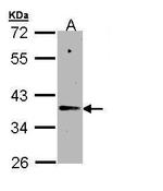 NAPSA Polyclonal Antibody