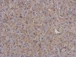 CD180 Polyclonal Antibody