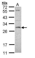 SNAP23 Antibody in Western Blot (WB)