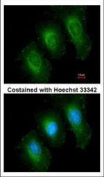 14-3-3 epsilon Antibody in Immunocytochemistry (ICC/IF)