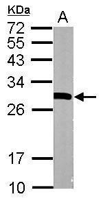 14-3-3 epsilon Antibody in Western Blot (WB)