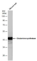 Glutamine Synthetase Antibody in Western Blot (WB)