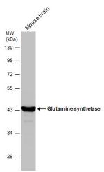 Glutamine Synthetase Antibody in Western Blot (WB)