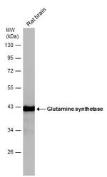 Glutamine Synthetase Antibody in Western Blot (WB)