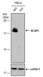 4EBP1 Antibody in Western Blot (WB)