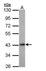 LHX8 Polyclonal Antibody
