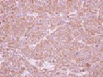 SBDS Antibody in Immunohistochemistry (Paraffin) (IHC (P))