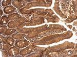 SBDS Antibody in Immunohistochemistry (Paraffin) (IHC (P))