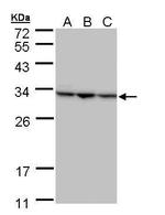 SBDS Antibody in Western Blot (WB)