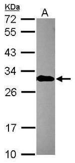 EN2 Antibody in Western Blot (WB)