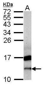 CRIPT Polyclonal Antibody