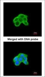 MKP4 Antibody in Immunocytochemistry (ICC/IF)