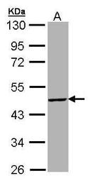 TBX19 Polyclonal Antibody