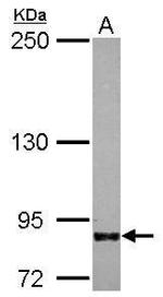 IFT80 Antibody in Western Blot (WB)