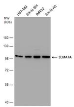 SEMA7A Antibody in Western Blot (WB)
