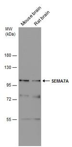 SEMA7A Antibody in Western Blot (WB)