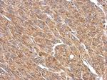 SPATA16 Polyclonal Antibody