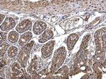 SEC23A Antibody in Immunohistochemistry (Paraffin) (IHC (P))