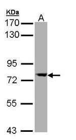 SEC23A Antibody in Western Blot (WB)