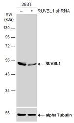 RUVBL1 Antibody in Western Blot (WB)
