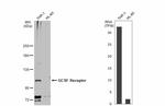 CSF3R Antibody in Western Blot (WB)