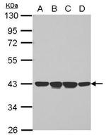 NCF4 Polyclonal Antibody