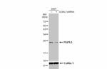 PGP9.5 Antibody in Western Blot (WB)