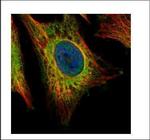 EEA1 Antibody in Immunocytochemistry (ICC/IF)