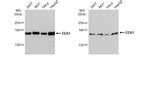 EEA1 Antibody in Western Blot (WB)