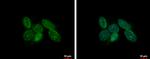 CDT1 Antibody in Immunocytochemistry (ICC/IF)