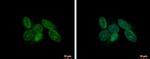 CDT1 Antibody in Immunocytochemistry (ICC/IF)