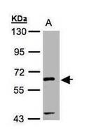 CDT1 Antibody in Western Blot (WB)