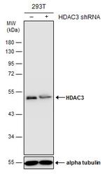 HDAC3 Antibody in Western Blot (WB)