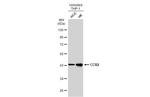 CCR2 Antibody in Western Blot (WB)