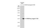 CCR2 Antibody in Western Blot (WB)