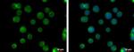 CCR2 Antibody in Immunocytochemistry (ICC/IF)