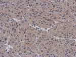 APBB3 Polyclonal Antibody
