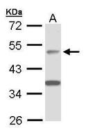 APBB3 Antibody in Western Blot (WB)
