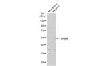 APBB3 Antibody in Western Blot (WB)
