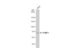 POMT1 Polyclonal Antibody