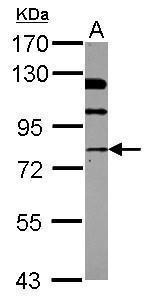 NSF Polyclonal Antibody