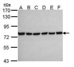 HSPA2 Polyclonal Antibody