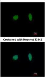 MCM4 Antibody in Immunocytochemistry (ICC/IF)