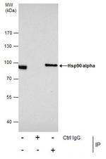 HSP90 alpha Antibody in Immunoprecipitation (IP)