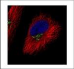 COG7 Polyclonal Antibody