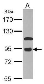 COG7 Antibody in Western Blot (WB)